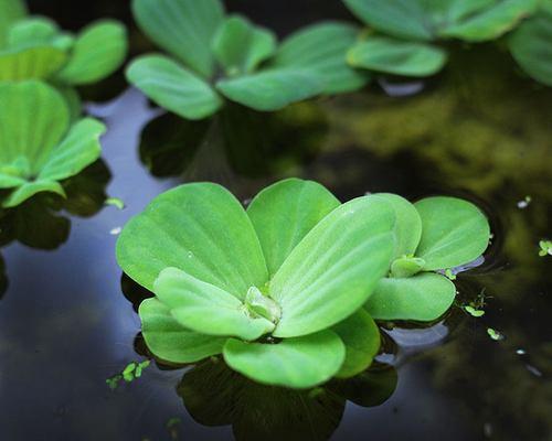 探索荒野（挖掘奇珍）