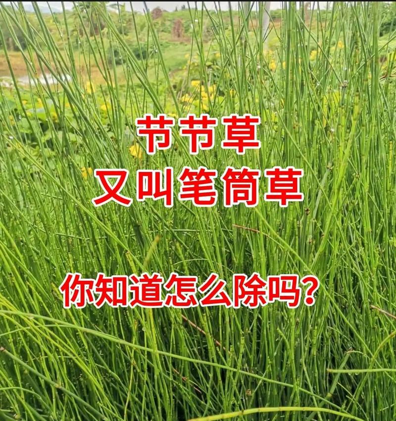 节节草是什么？百年节节草和白花节节草详细介绍