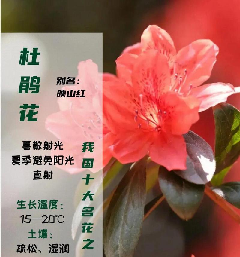 花中西施——杜鹃花的详细介绍