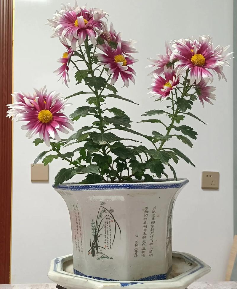 绿菊花的花语与寓意（探索绿菊花的深意，解读其花语和象征意义）