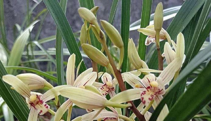 探秘野生兰花（从叶片到花瓣，一一呈现自然的美）