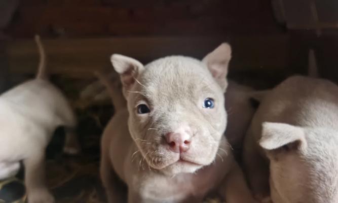 如何缓解宠物恶霸犬的上火问题（有效方法分享，让爱宠更健康）