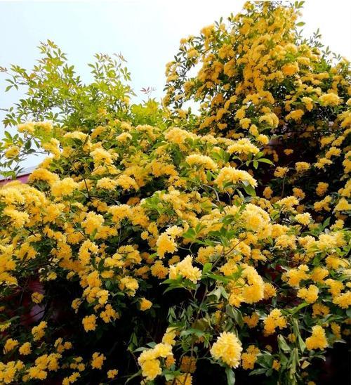 鬼招手的秘密——揭开木香花的神秘面纱（探寻木香花名的来历及草本花卉的特性）