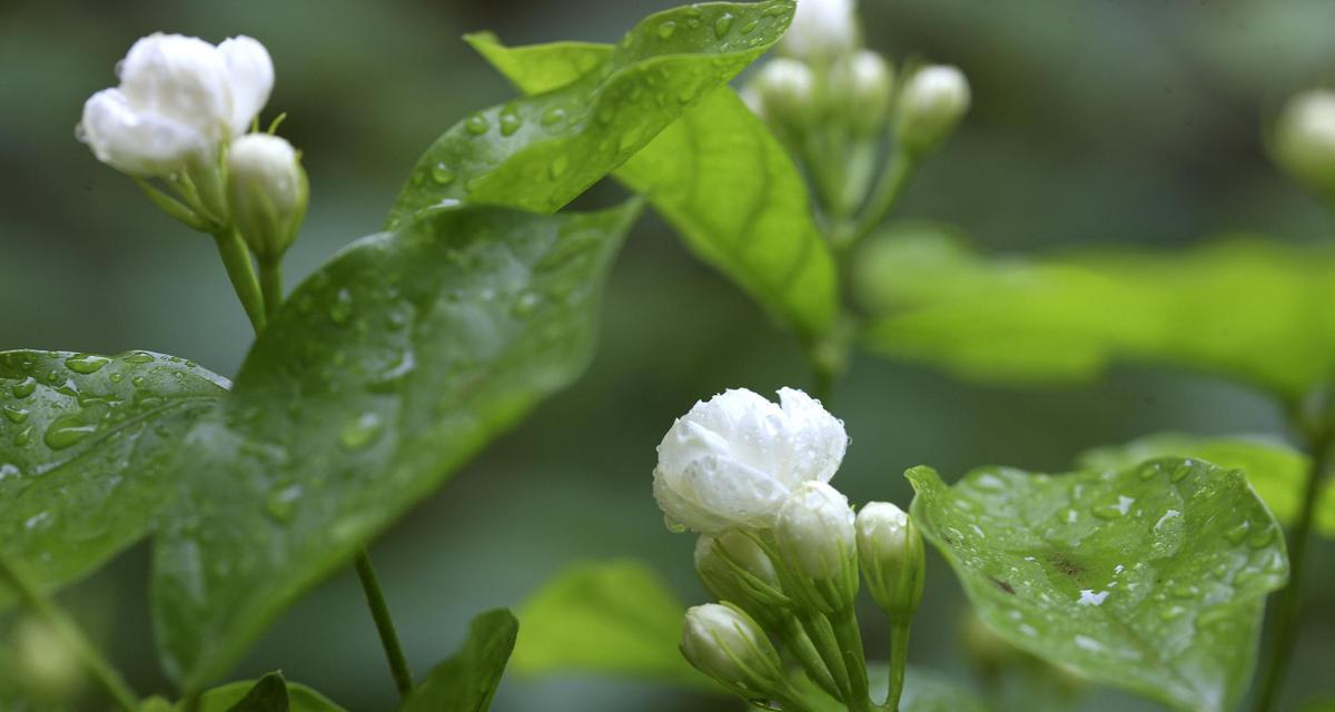 茉莉花开花时间多长？（探究茉莉花的开花周期及影响因素）